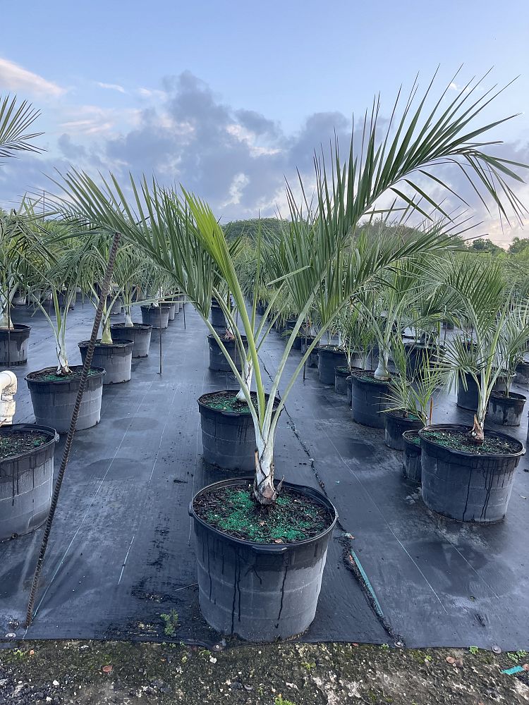 pseudophoenix-sargentii-buccaneer-palm