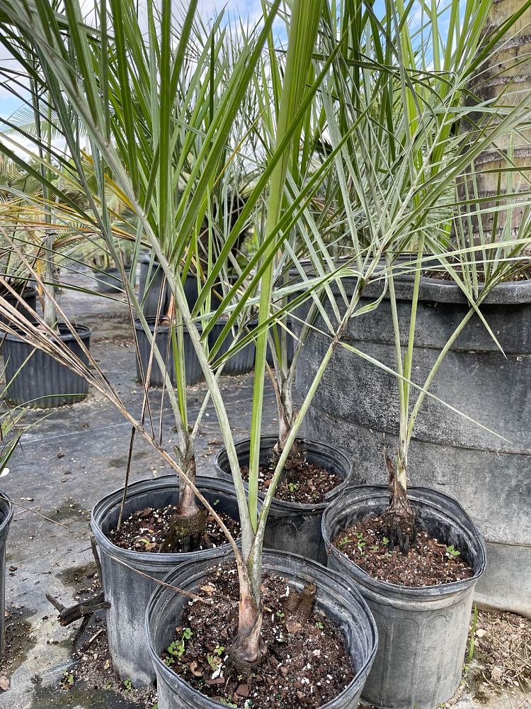 pseudophoenix-sargentii-buccaneer-palm