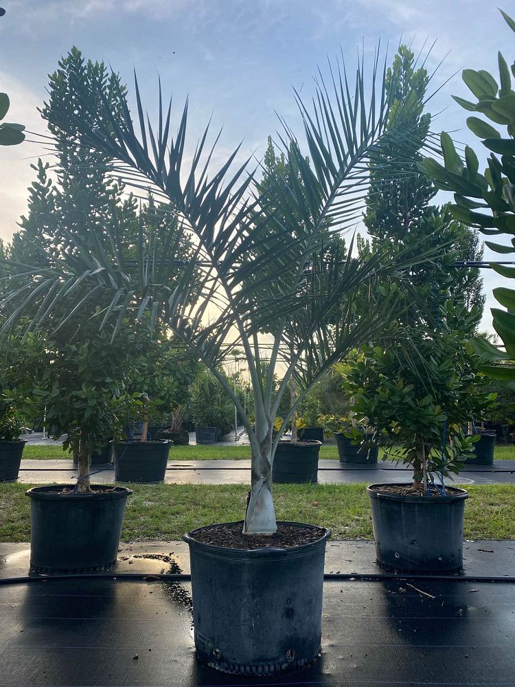 pseudophoenix-sargentii-buccaneer-palm