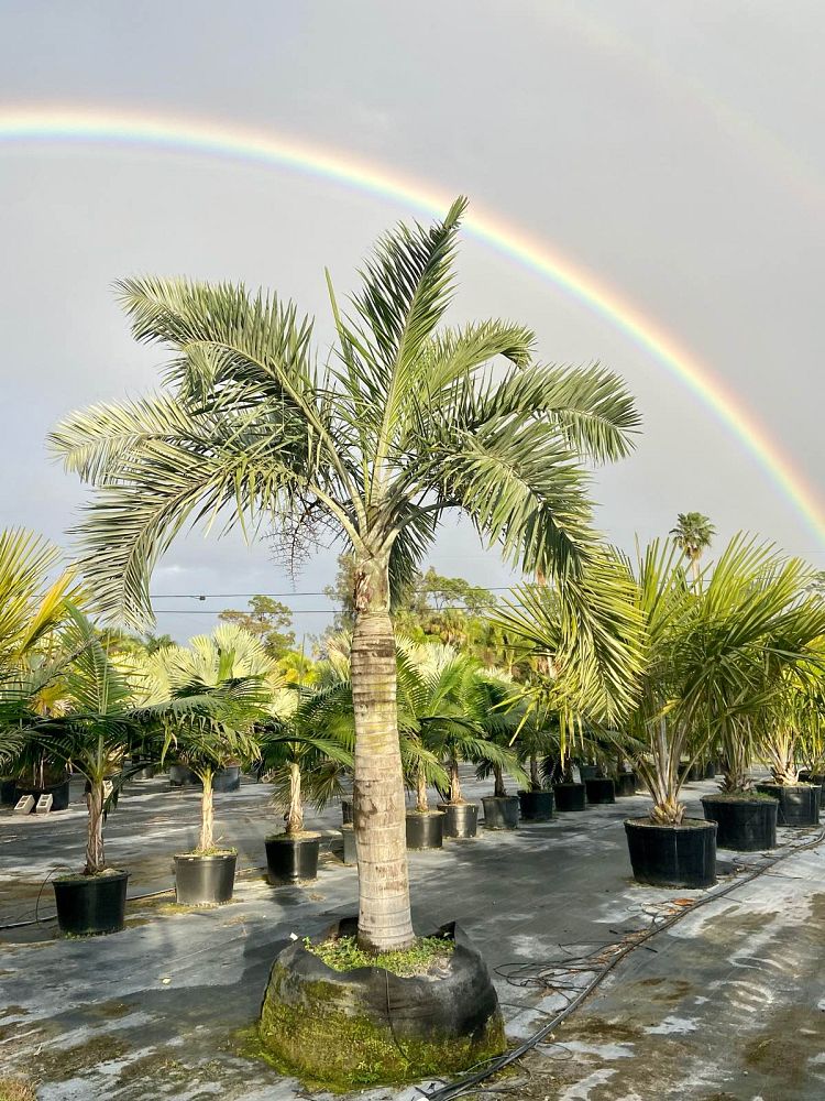 pseudophoenix-sargentii-buccaneer-palm