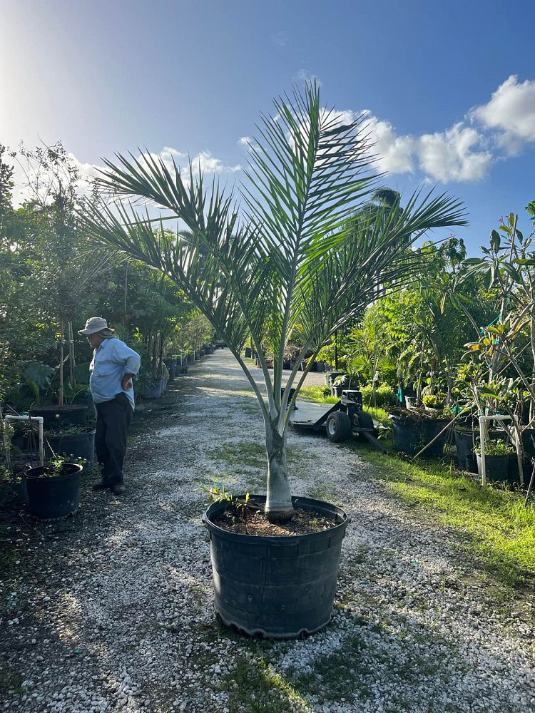 pseudophoenix-sargentii-buccaneer-palm