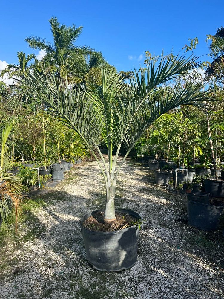 pseudophoenix-sargentii-buccaneer-palm