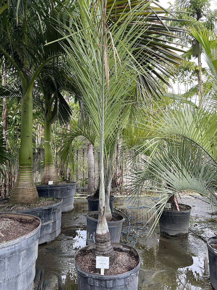 pseudophoenix-sargentii-buccaneer-palm
