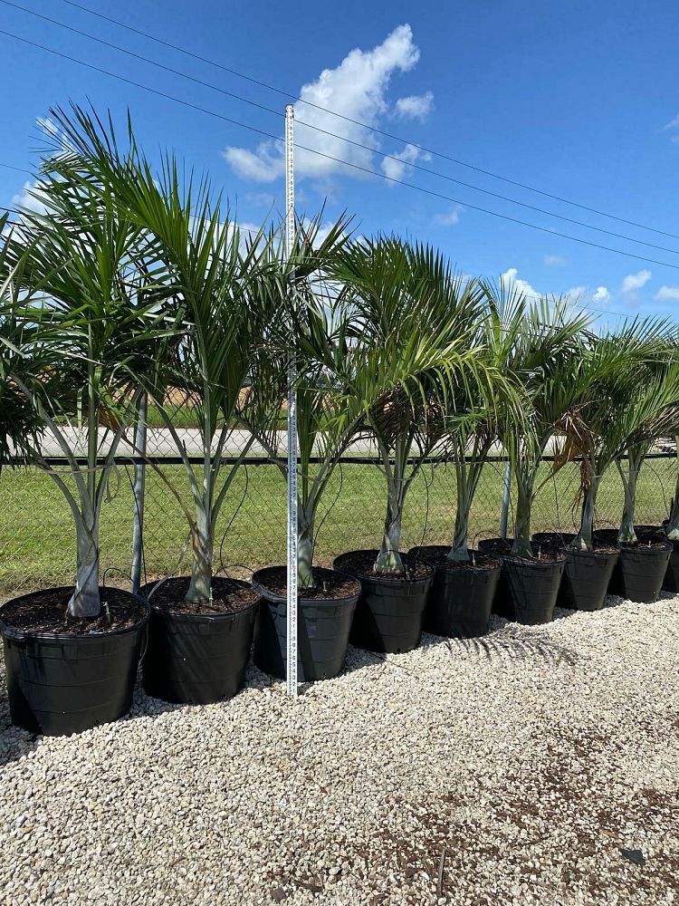 pseudophoenix-sargentii-buccaneer-palm