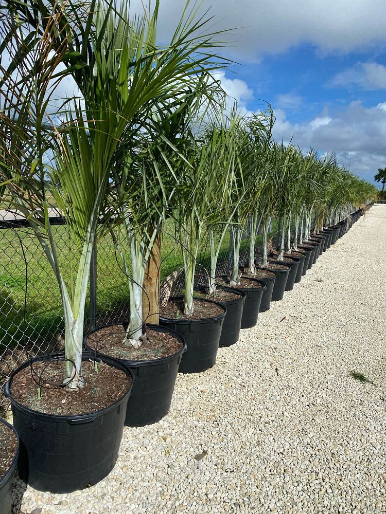 pseudophoenix-sargentii-buccaneer-palm