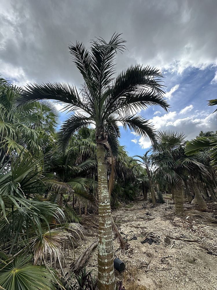 pseudophoenix-sargentii-buccaneer-palm