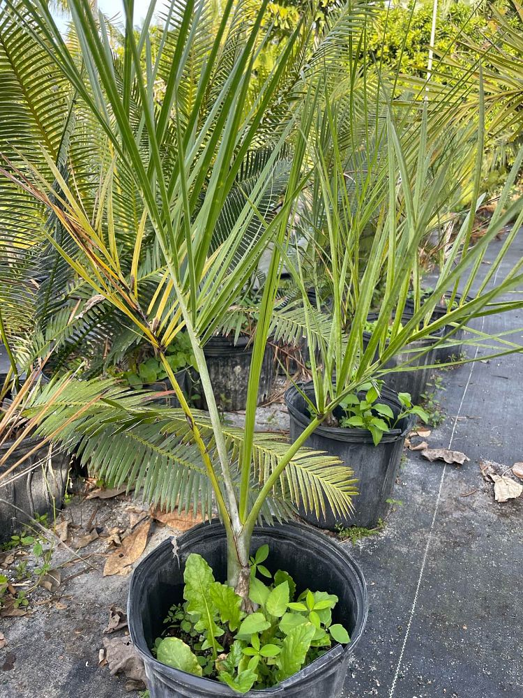 pseudophoenix-sargentii-buccaneer-palm