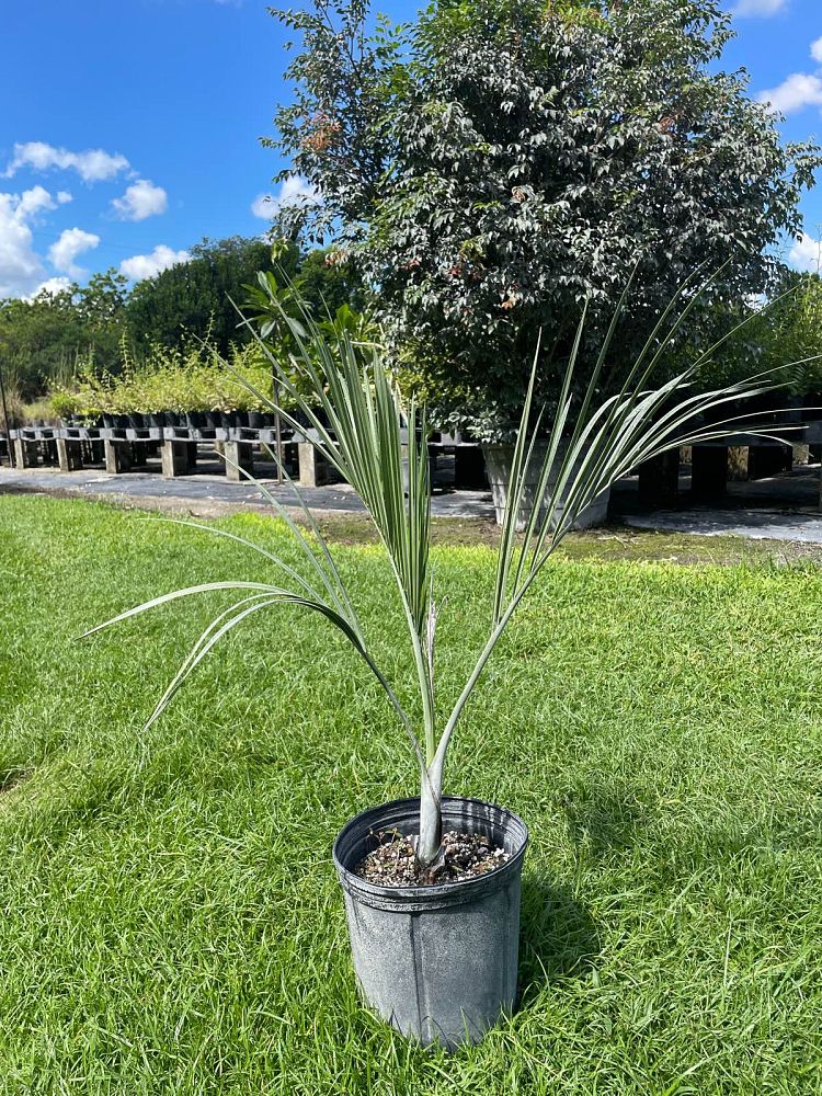pseudophoenix-sargentii-buccaneer-palm