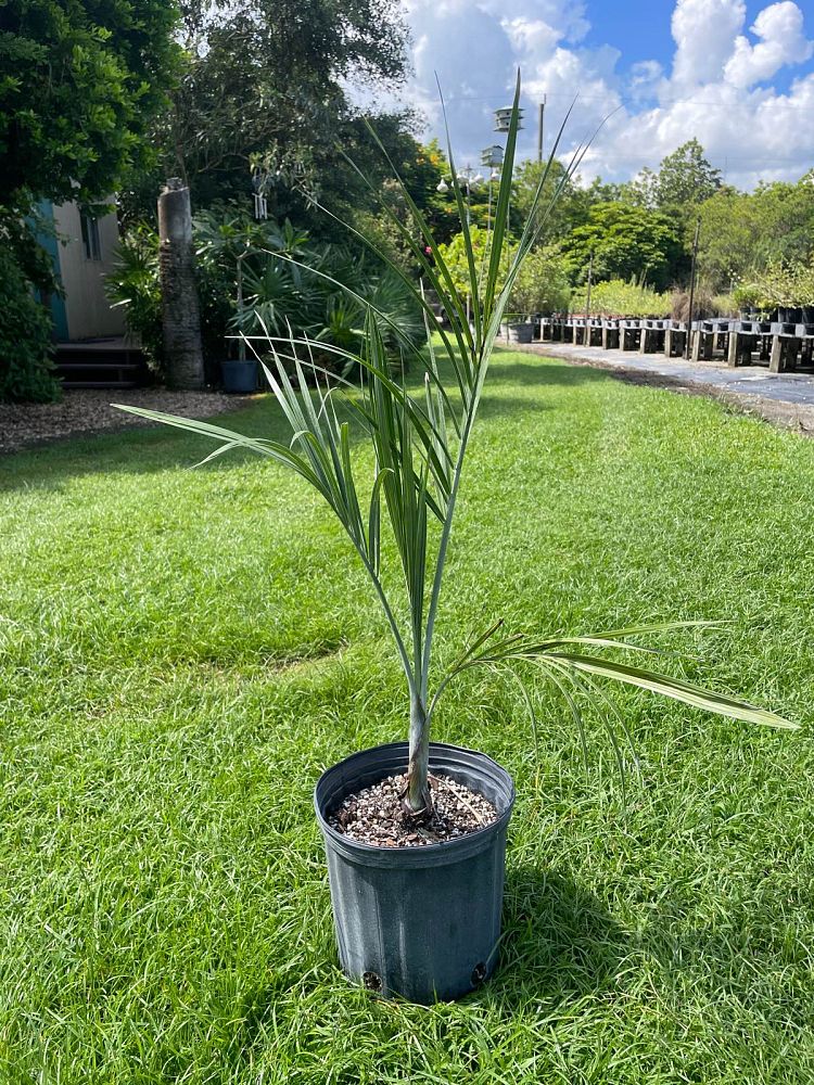 pseudophoenix-sargentii-buccaneer-palm