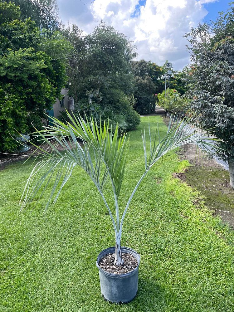 pseudophoenix-sargentii-buccaneer-palm