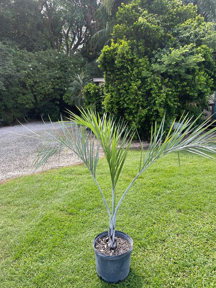 pseudophoenix-sargentii-buccaneer-palm