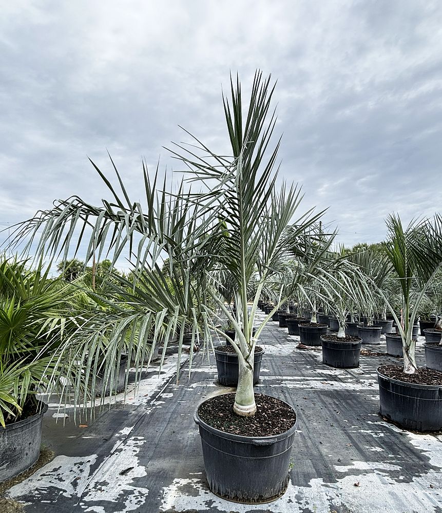pseudophoenix-sargentii-buccaneer-palm
