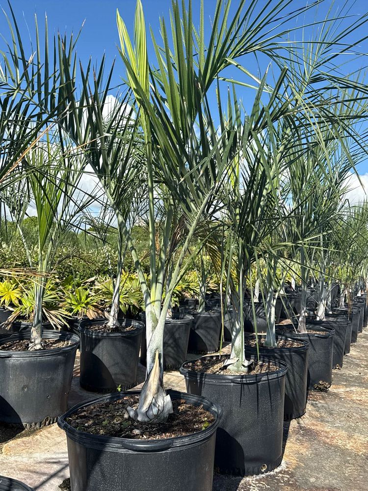 pseudophoenix-sargentii-buccaneer-palm
