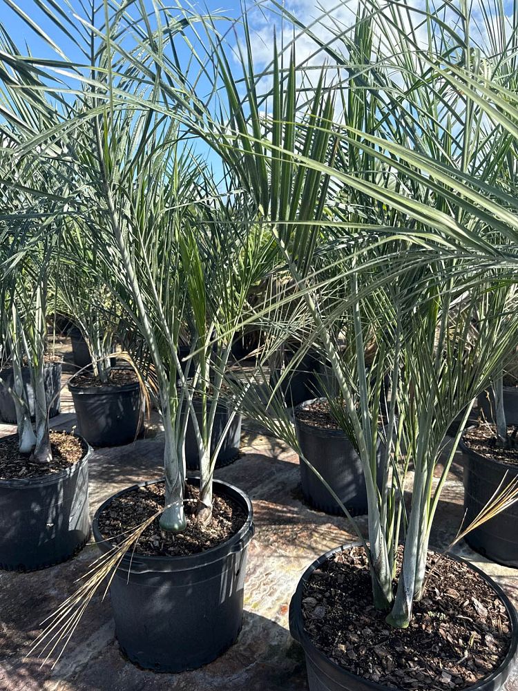pseudophoenix-sargentii-buccaneer-palm