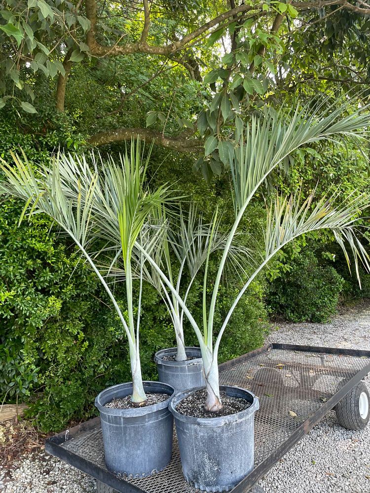 pseudophoenix-sargentii-buccaneer-palm