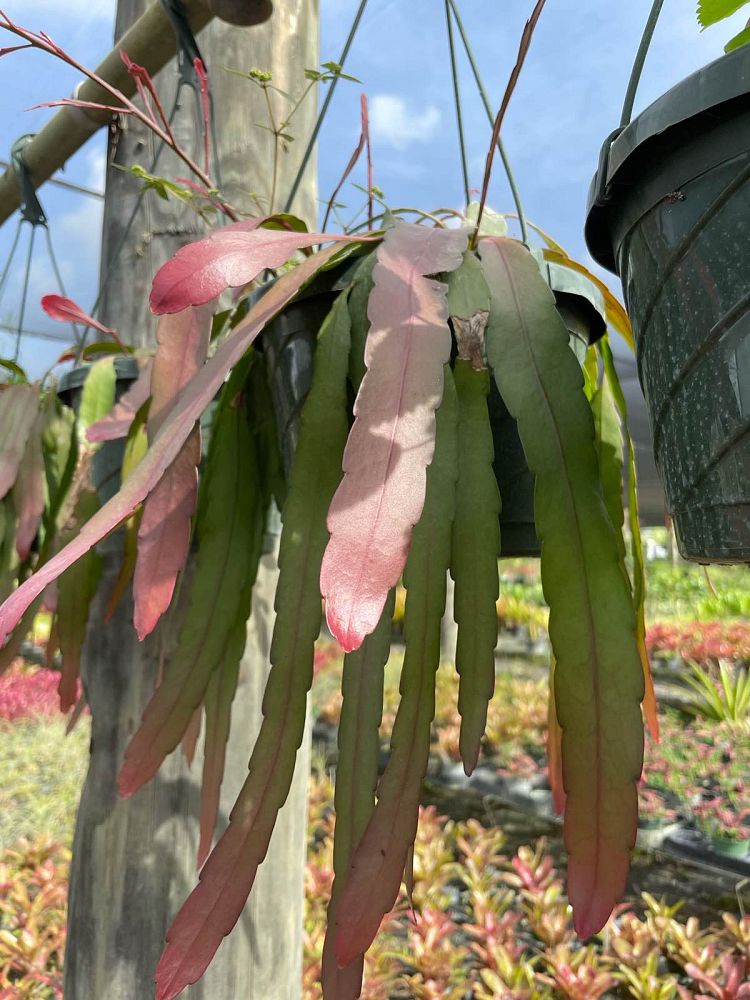 pseudorhipsalis-ramulosa-red-mistletoe-cactus-red-coral-cactus