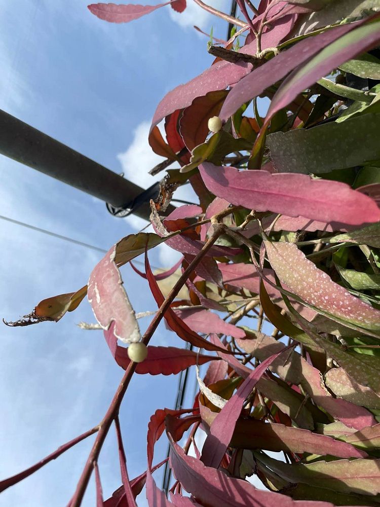 pseudorhipsalis-ramulosa-red-mistletoe-cactus-red-coral-cactus