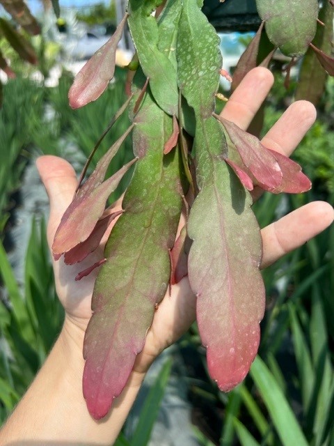 pseudorhipsalis-ramulosa-red-mistletoe-cactus-red-coral-cactus
