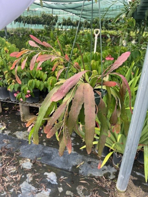 pseudorhipsalis-ramulosa-red-mistletoe-cactus-red-coral-cactus