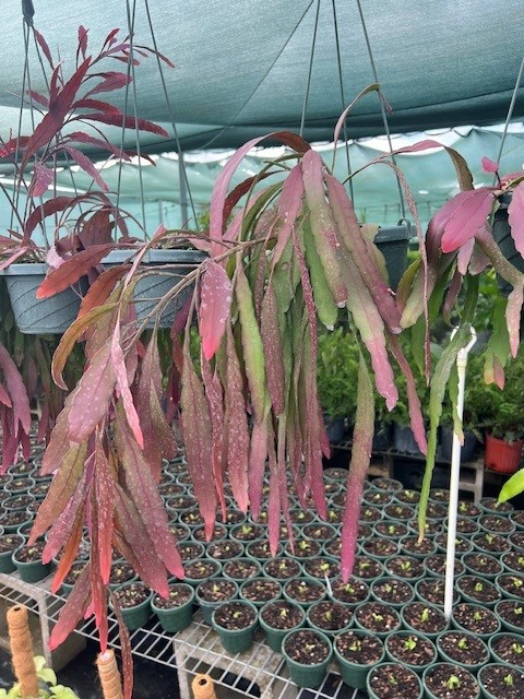 pseudorhipsalis-ramulosa-red-mistletoe-cactus-red-coral-cactus