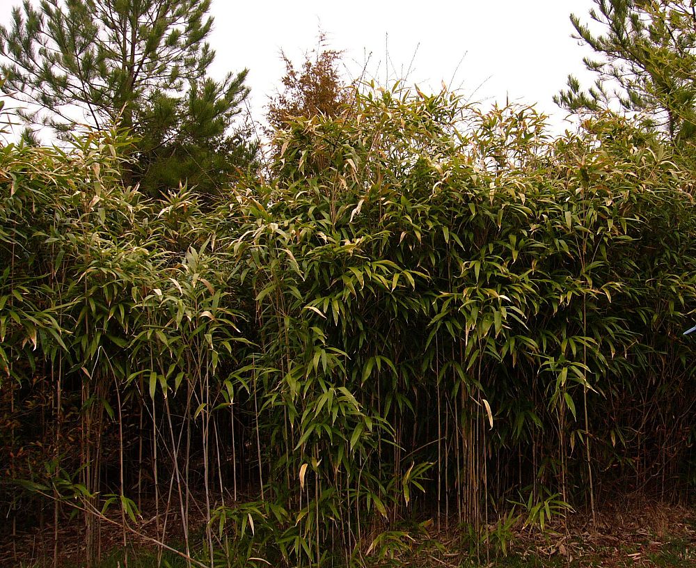 pseudosasa-japonica-arrow-bamboo