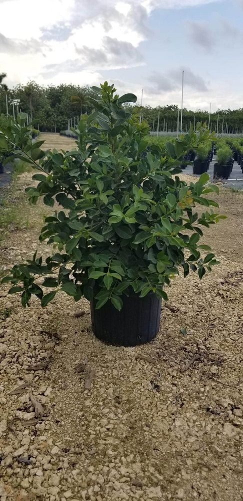 psidium-cattleianum-cattley-guava-cherry-guava-chinese-guava-kuahpa-purple-guava-thai-guava-strawberry-guava