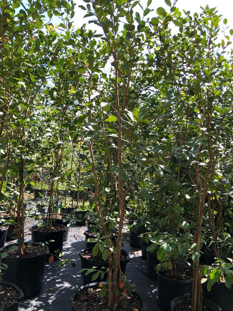 psidium-cattleianum-cattley-guava-cherry-guava-chinese-guava-kuahpa-purple-guava-thai-guava-strawberry-guava