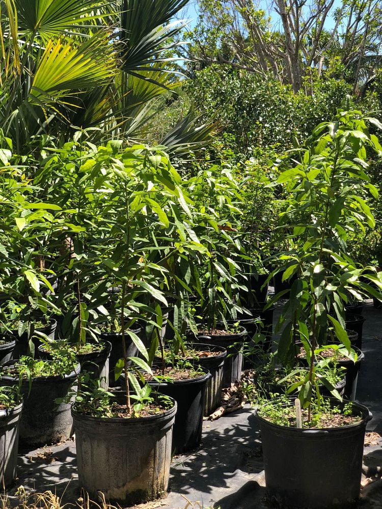 psidium-cattleianum-cattley-guava-cherry-guava-chinese-guava-kuahpa-purple-guava-thai-guava-strawberry-guava