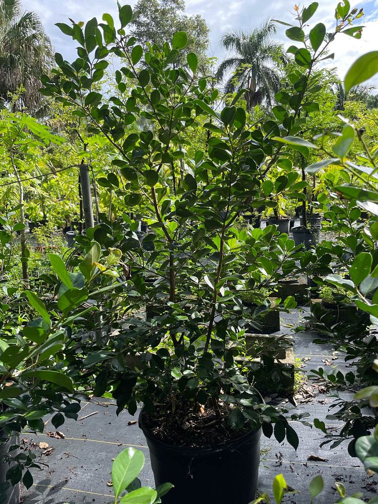 psidium-cattleianum-cattley-guava-cherry-guava-chinese-guava-kuahpa-purple-guava-thai-guava-strawberry-guava
