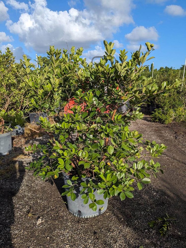 psidium-cattleianum-cattley-guava-cherry-guava-chinese-guava-kuahpa-purple-guava-thai-guava-strawberry-guava