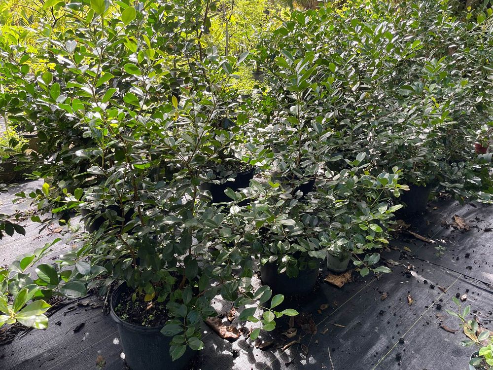psidium-cattleianum-cattley-guava-cherry-guava-chinese-guava-kuahpa-purple-guava-thai-guava-strawberry-guava