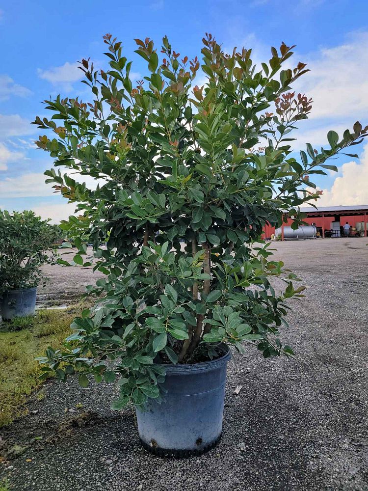 psidium-cattleianum-cattley-guava-cherry-guava-chinese-guava-kuahpa-purple-guava-thai-guava-strawberry-guava