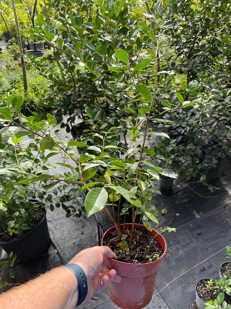 psidium-cattleianum-cattley-guava-cherry-guava-chinese-guava-kuahpa-purple-guava-thai-guava-strawberry-guava