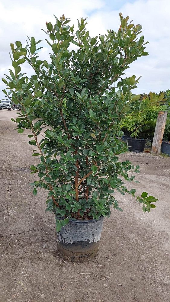 psidium-cattleianum-cattley-guava-cherry-guava-chinese-guava-kuahpa-purple-guava-thai-guava-strawberry-guava