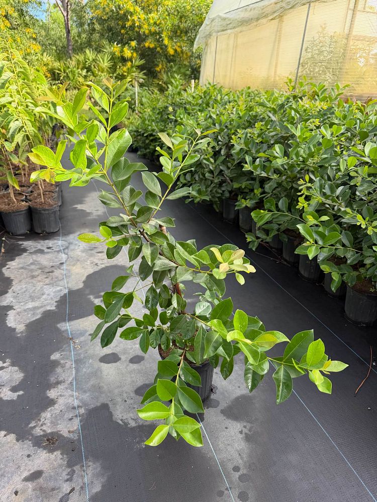 psidium-cattleianum-cattley-guava-cherry-guava-chinese-guava-kuahpa-purple-guava-thai-guava-strawberry-guava