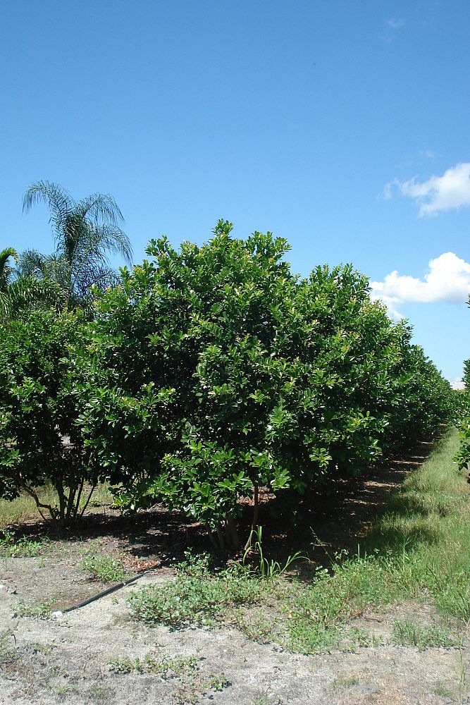 psidium-guajava-guava