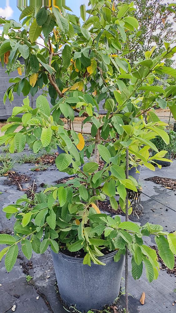 psidium-guajava-guava