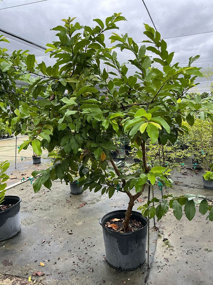 psidium-guajava-guava