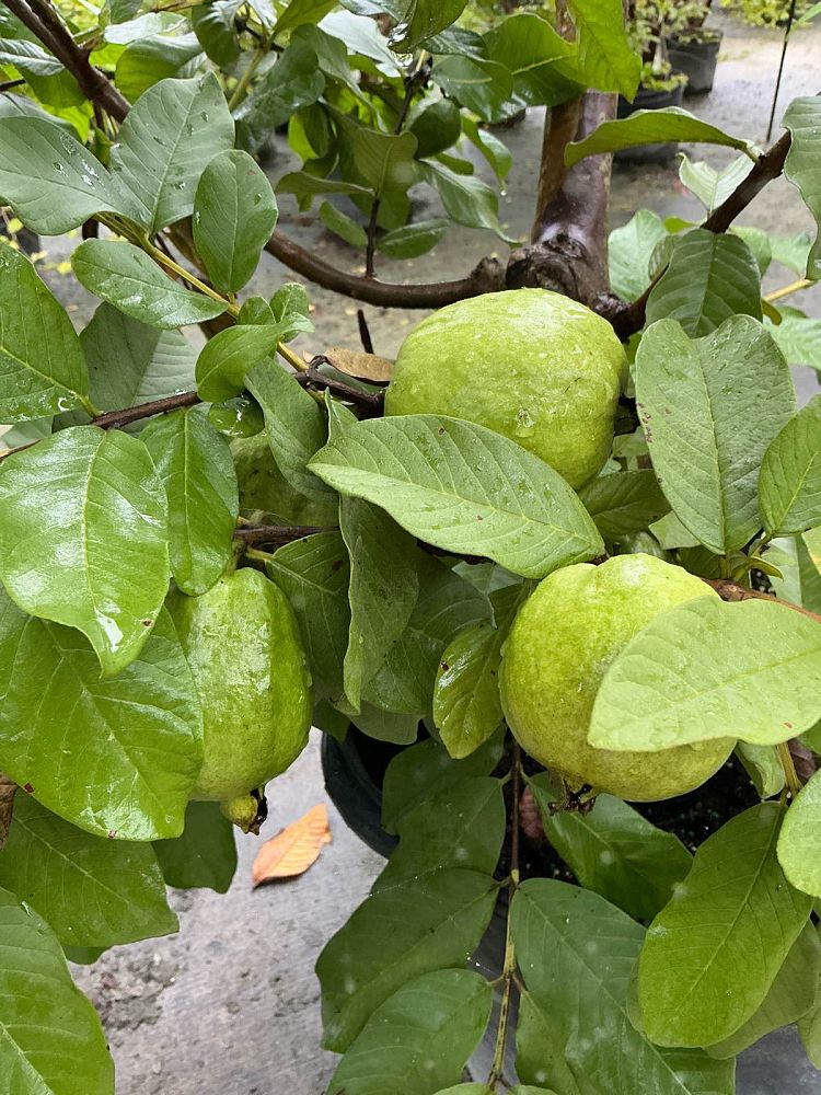 psidium-guajava-guava
