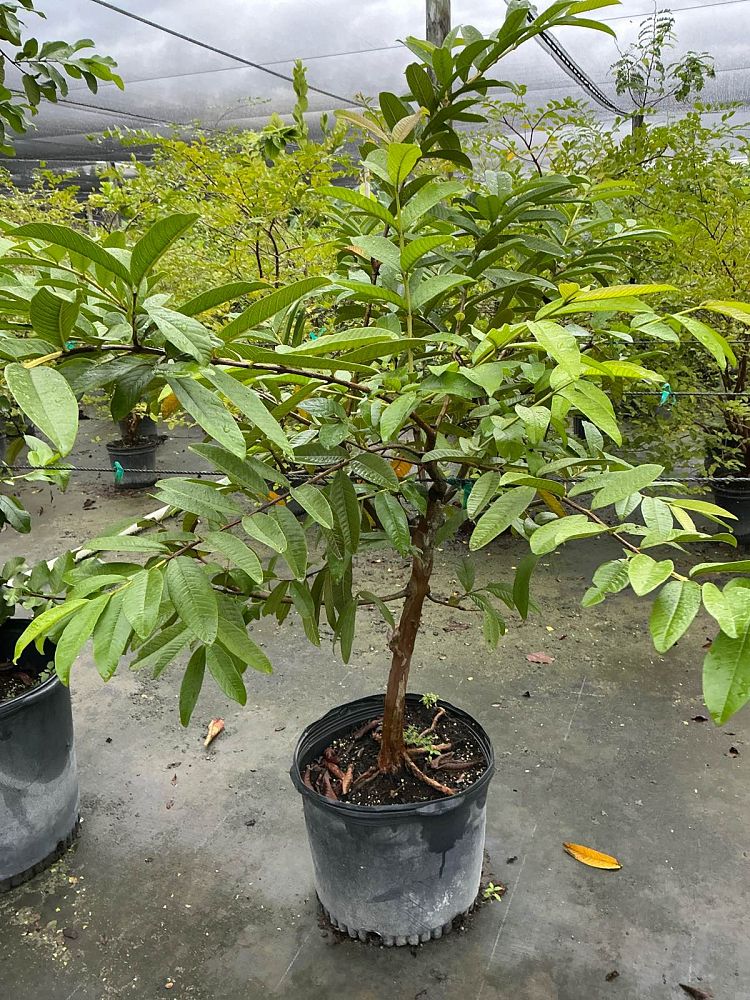 psidium-guajava-guava