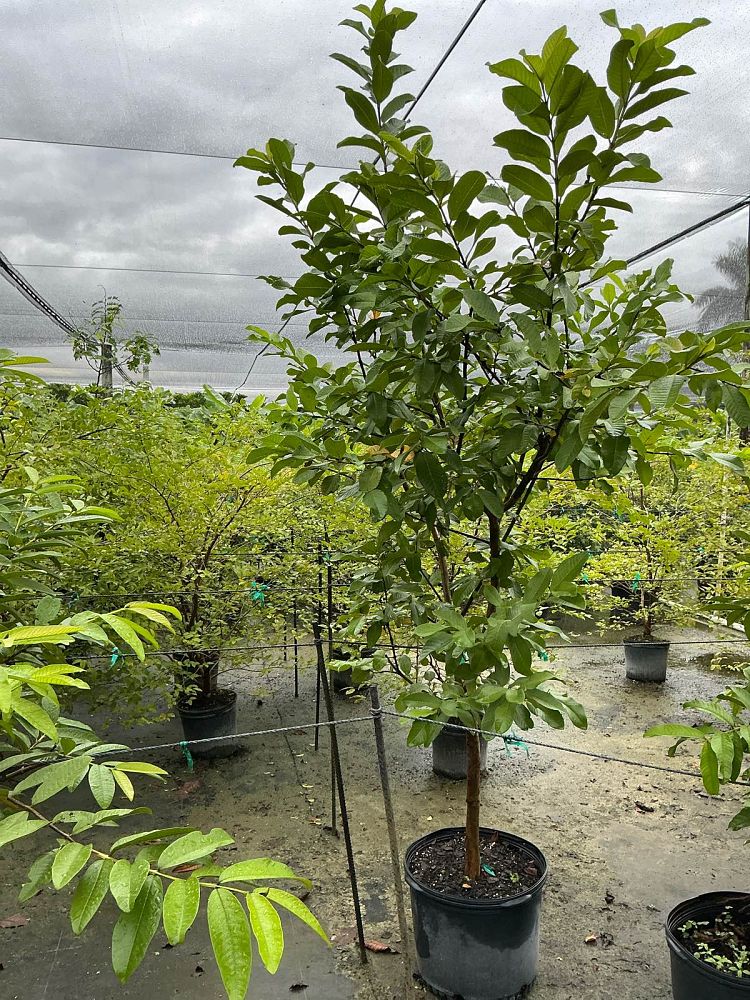 psidium-guajava-guava