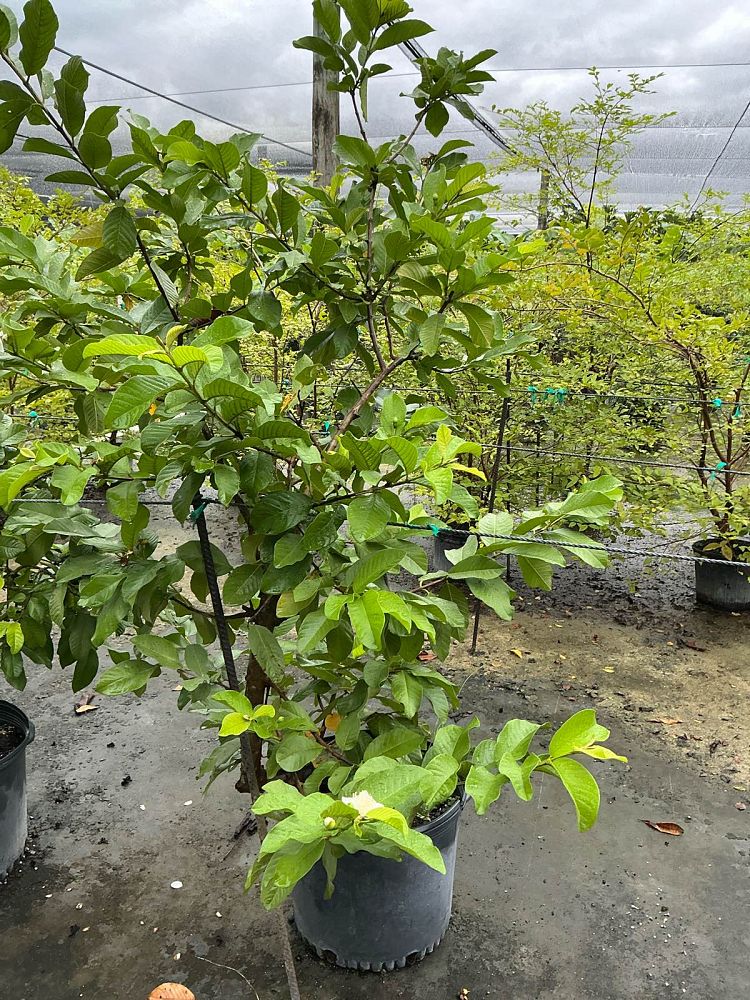 psidium-guajava-guava