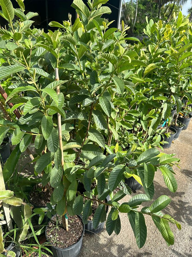 psidium-guajava-guava
