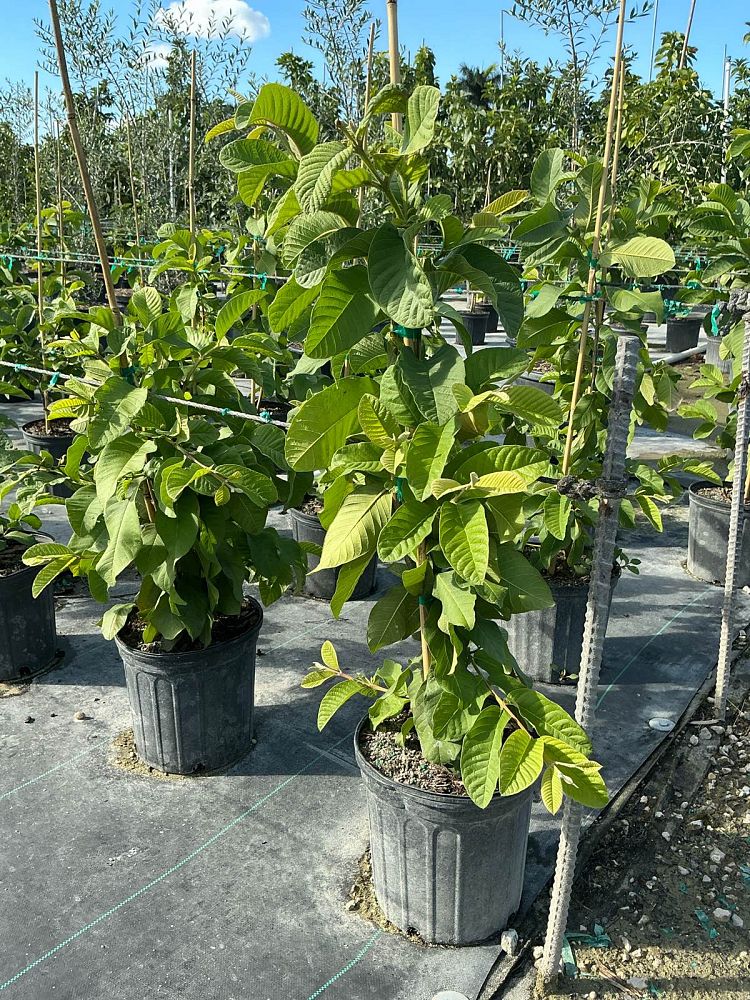 psidium-guajava-guava