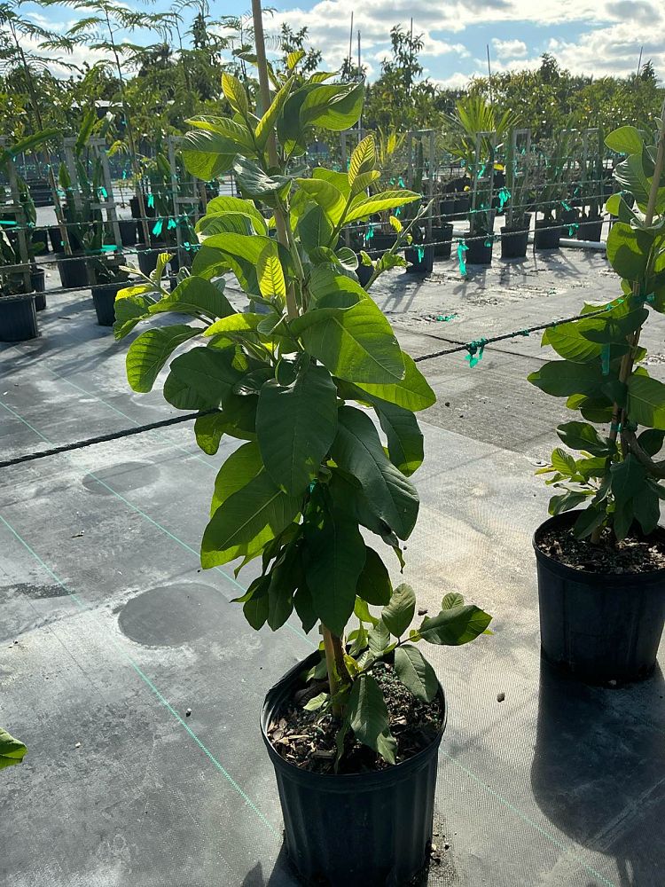 psidium-guajava-guava