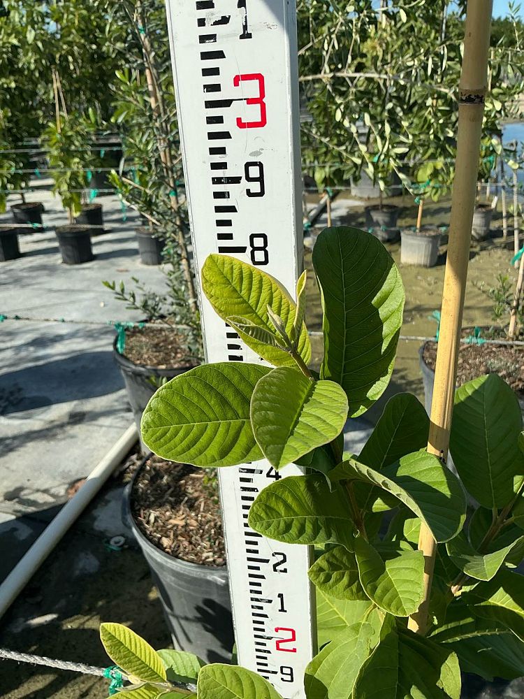 psidium-guajava-guava