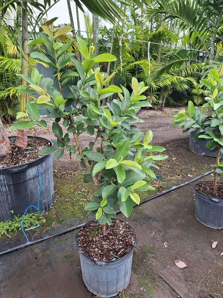 psidium-guajava-pink-guava
