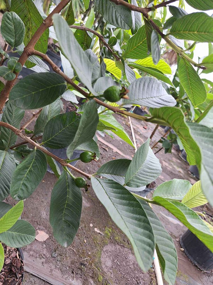 psidium-guajava-pink-guava