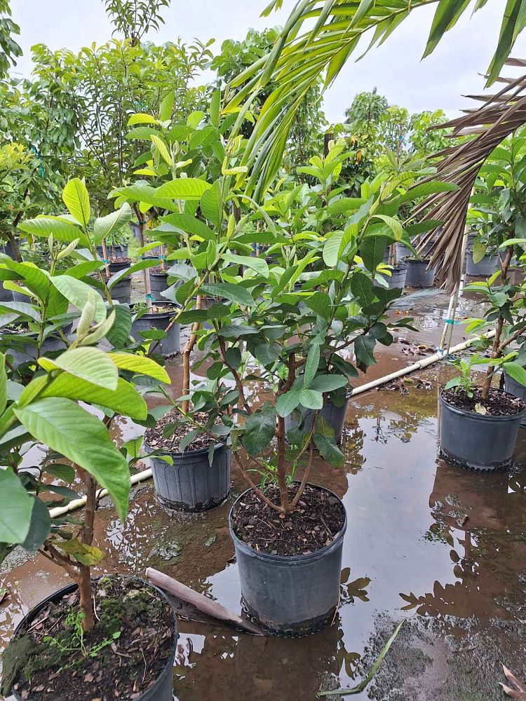 psidium-guajava-pink-guava