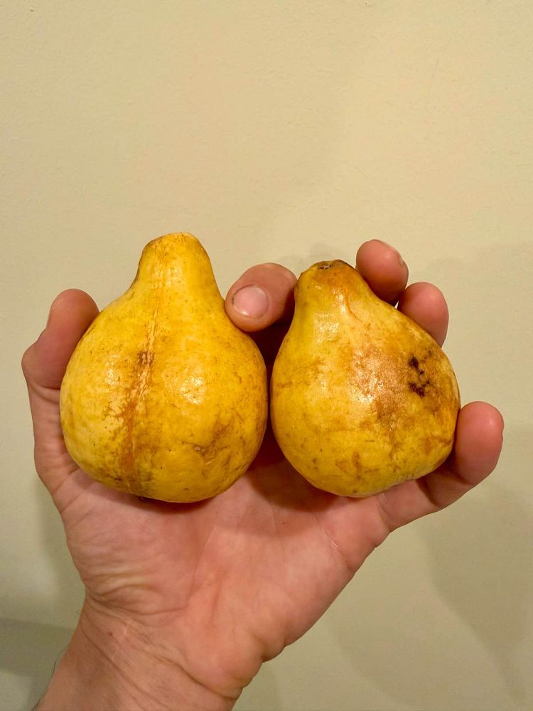 psidium-guajava-pink-guava